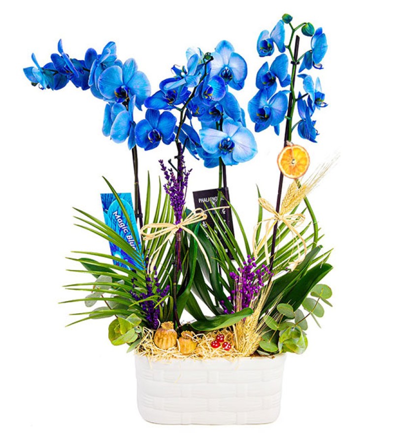 Deluxe Premium 4 Dal Orkide