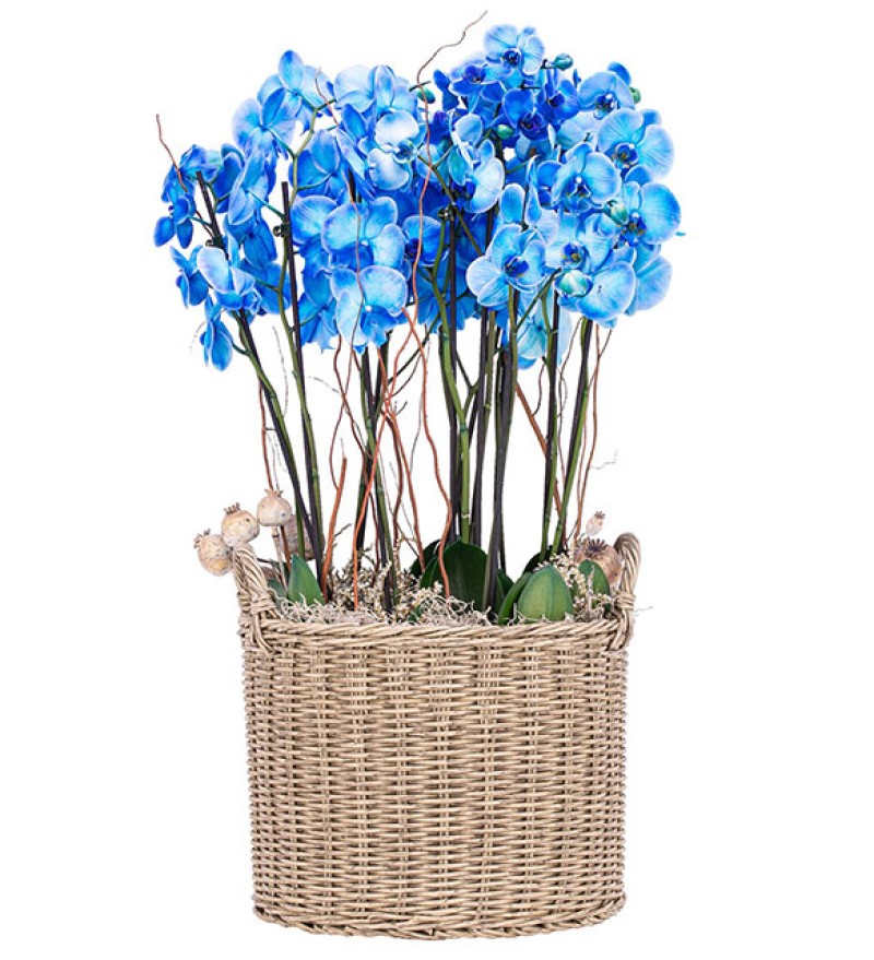 Sepette Deluexe Mavi Orkide