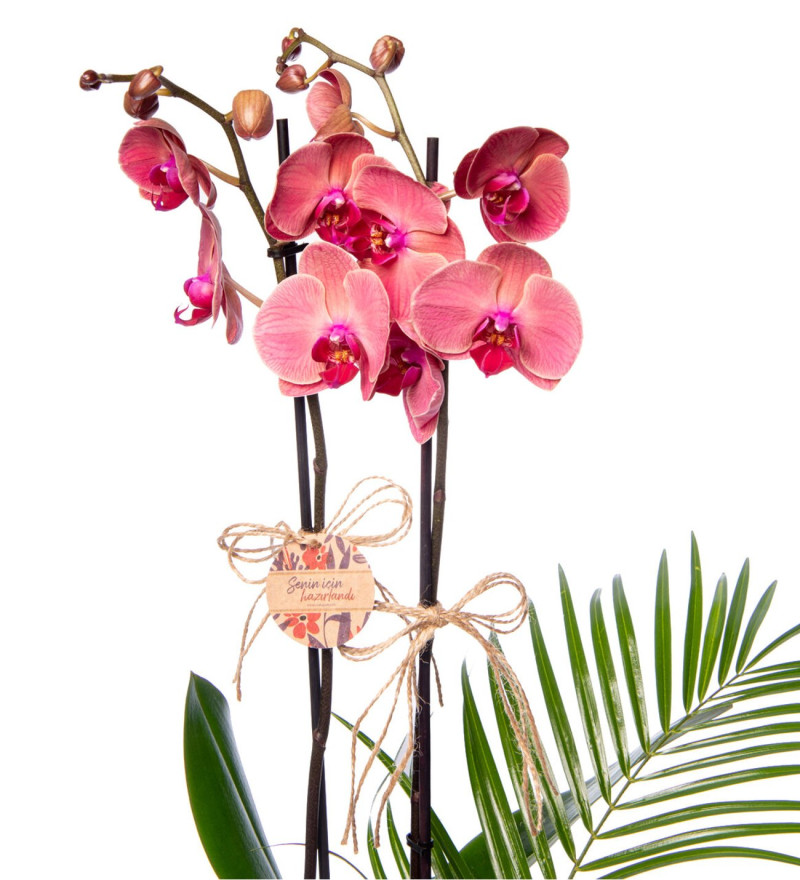 Ateş Kırmızısı Çift Dal Orkide & Kırmızı Gül