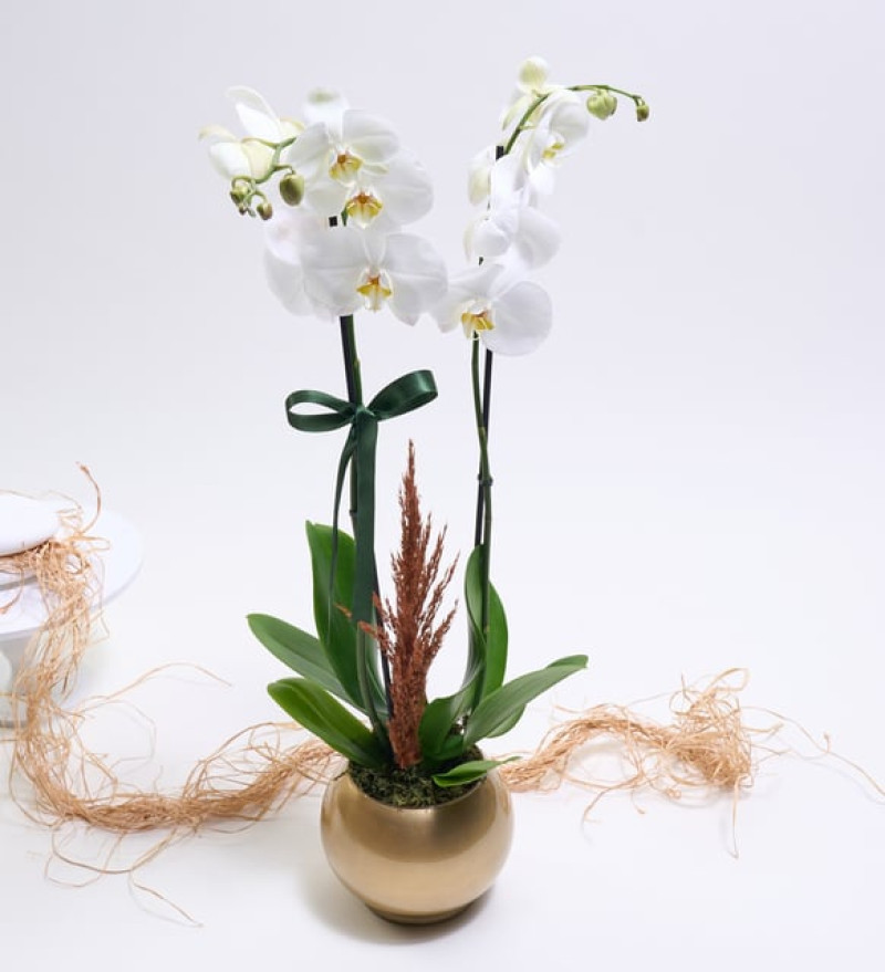 Altın Renkli Akvaryum Saksıda Beyaz Çiftli Orkide