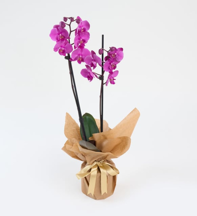 Kurdeleli Kraft Saksıda Mor Çiftli Orkide