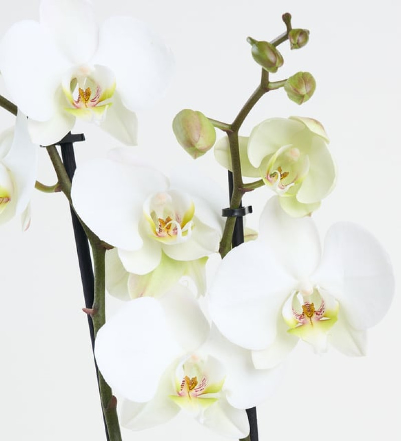 Kurdeleli Kraft Saksıda Beyaz Çiftli Orkide