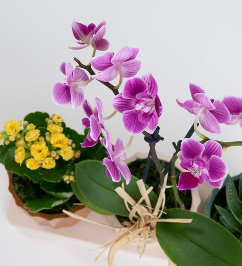 Mor Orkide, Haworthia ve Kalanchoe