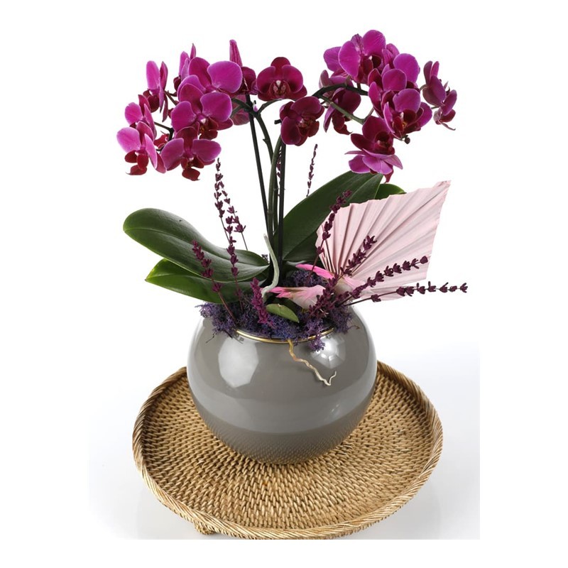 Deluxe Purple Midi Orchid