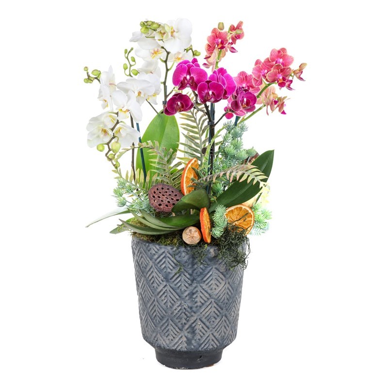 Lush Radiance Orkideler