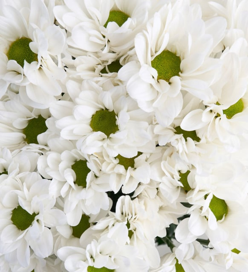 Pudra Bukette Pembe Gerberalar